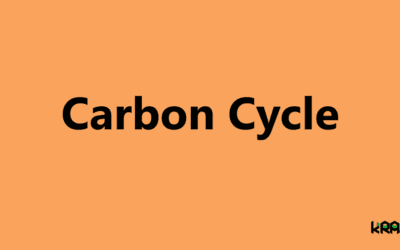 Carbon Cycle