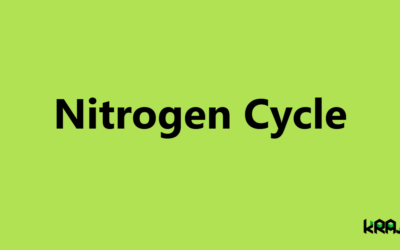 Nitrogen Cycle